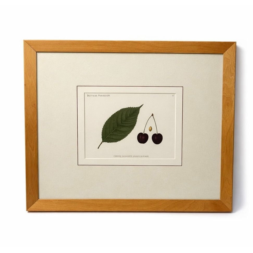 Framed Lithograph Cherries and Leaf Oak Frame Botantical German Pomological l Deutsche Pomologie Grosser Schwarzer Knorpelkirsche Wall Art