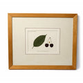 Framed Lithograph Cherries and Leaf Oak Frame Botantical German Pomological l Deutsche Pomologie Grosser Schwarzer Knorpelkirsche Wall Art