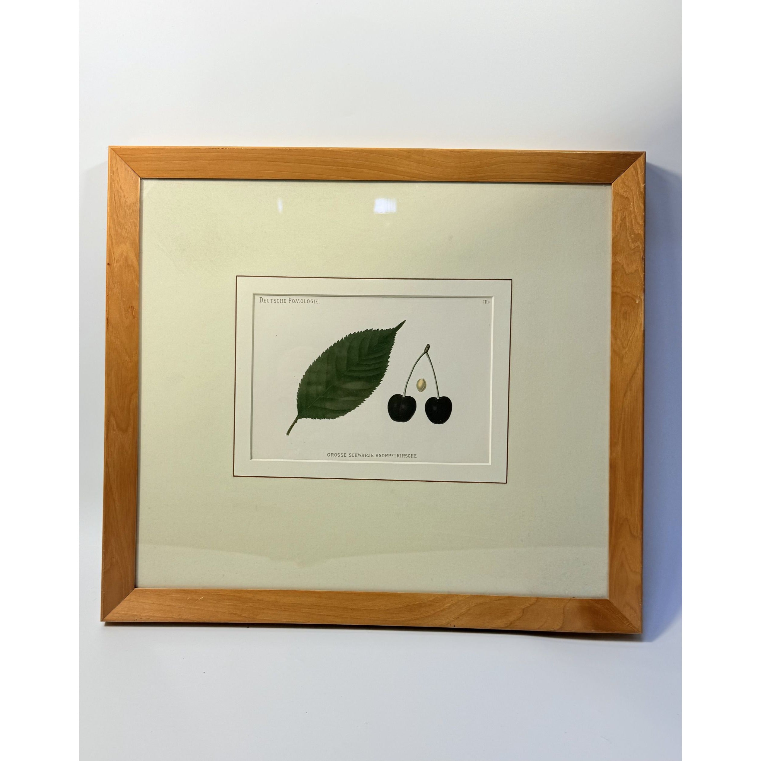Framed Lithograph Cherries and Leaf Oak Frame Botantical German Pomological l Deutsche Pomologie Grosser Schwarzer Knorpelkirsche Wall Art