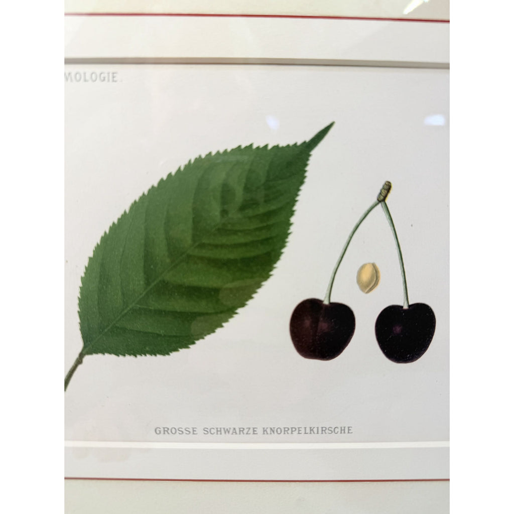 Framed Lithograph Cherries and Leaf Oak Frame Botantical German Pomological l Deutsche Pomologie Grosser Schwarzer Knorpelkirsche Wall Art