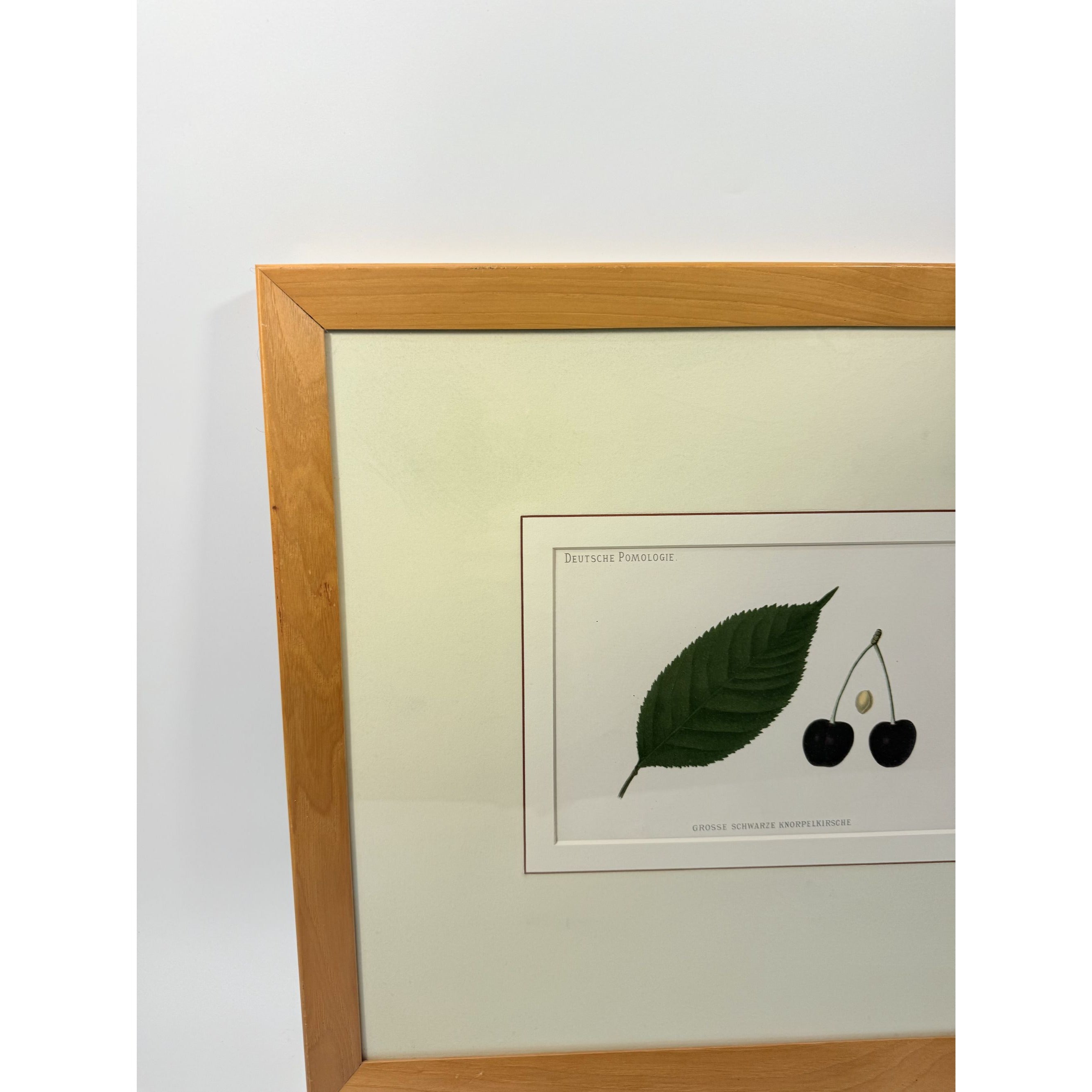 Framed Lithograph Cherries and Leaf Oak Frame Botantical German Pomological l Deutsche Pomologie Grosser Schwarzer Knorpelkirsche Wall Art