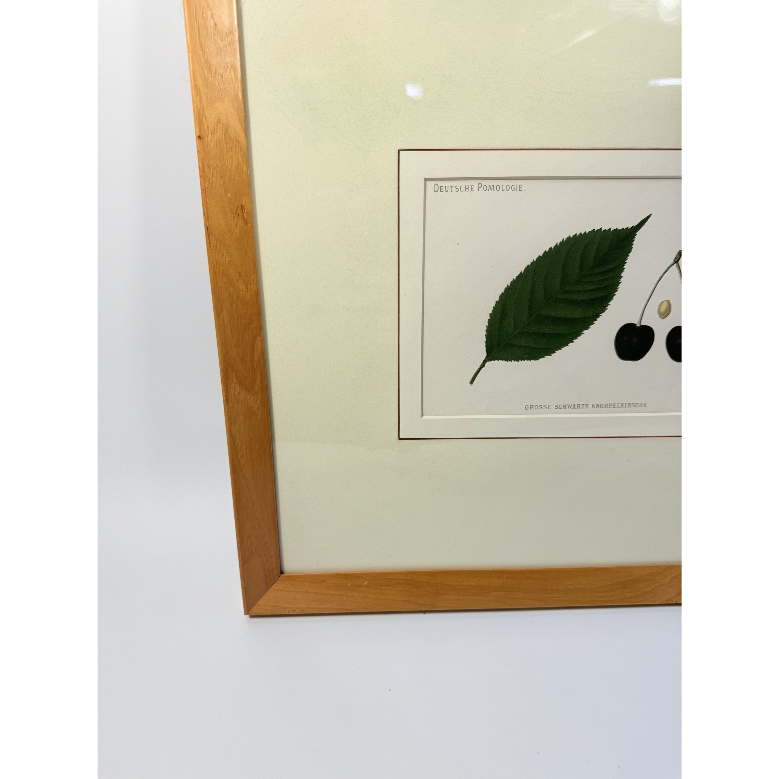 Framed Lithograph Cherries and Leaf Oak Frame Botantical German Pomological l Deutsche Pomologie Grosser Schwarzer Knorpelkirsche Wall Art