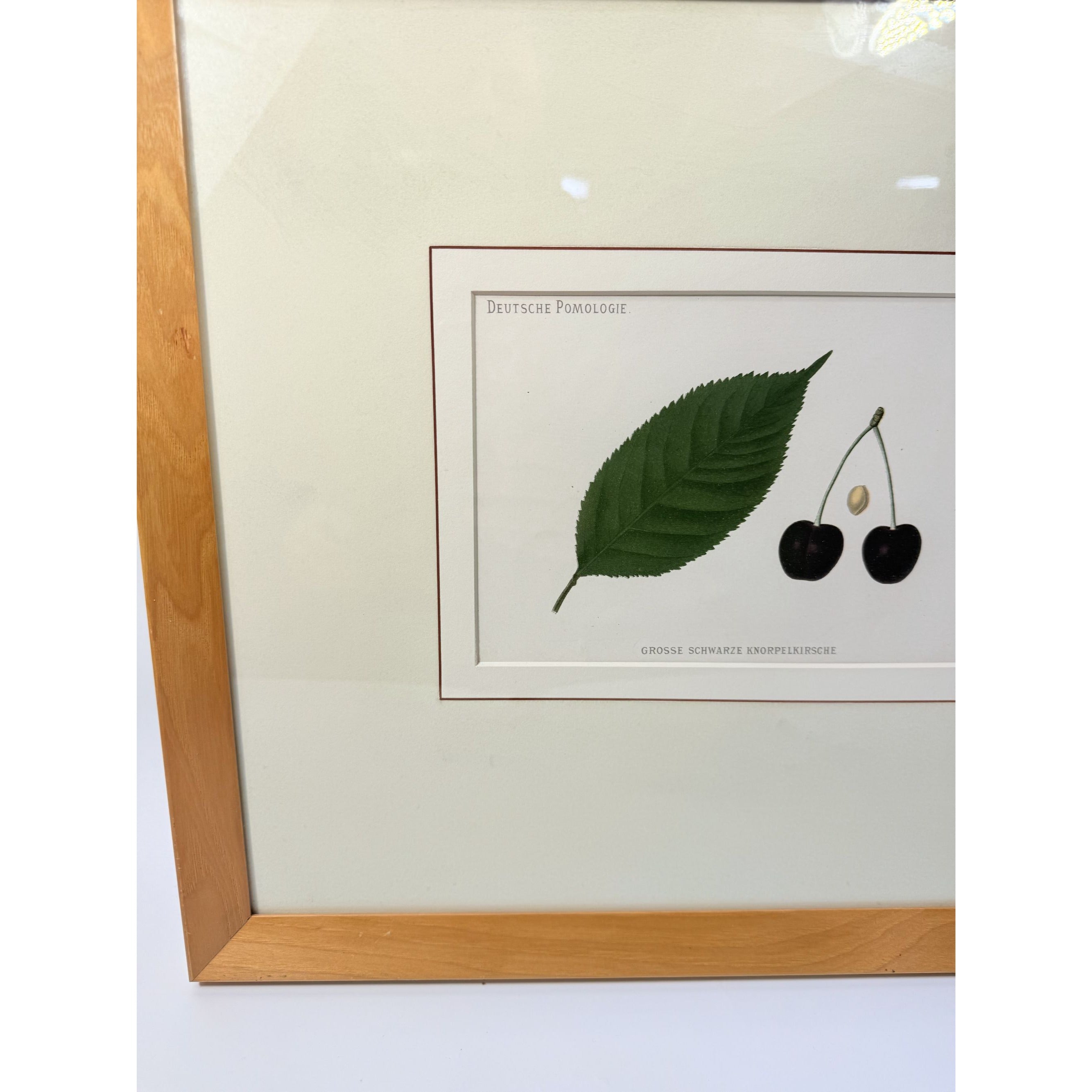 Framed Lithograph Cherries and Leaf Oak Frame Botantical German Pomological l Deutsche Pomologie Grosser Schwarzer Knorpelkirsche Wall Art