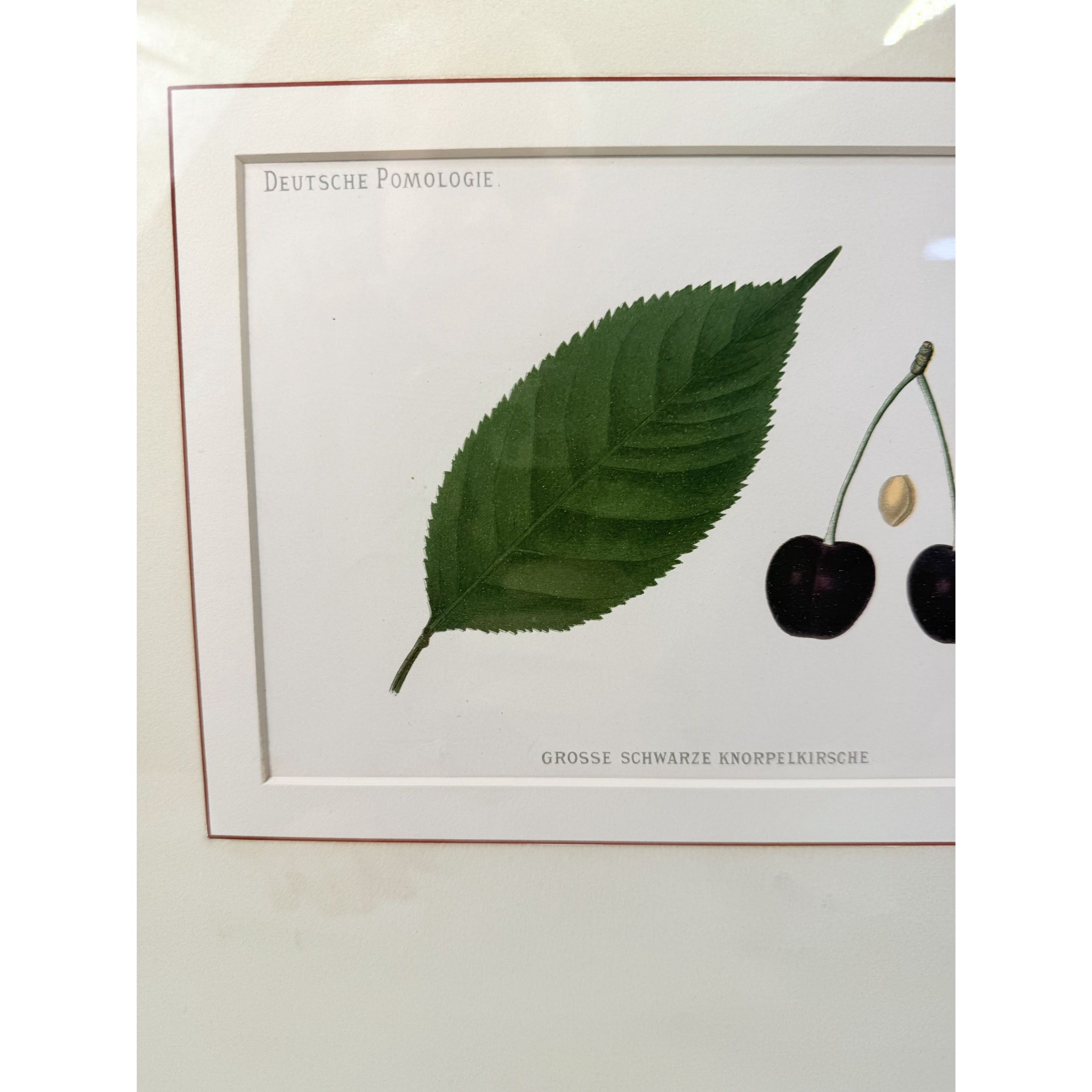 Framed Lithograph Cherries and Leaf Oak Frame Botantical German Pomological l Deutsche Pomologie Grosser Schwarzer Knorpelkirsche Wall Art