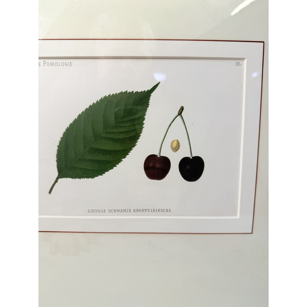 Framed Lithograph Cherries and Leaf Oak Frame Botantical German Pomological l Deutsche Pomologie Grosser Schwarzer Knorpelkirsche Wall Art