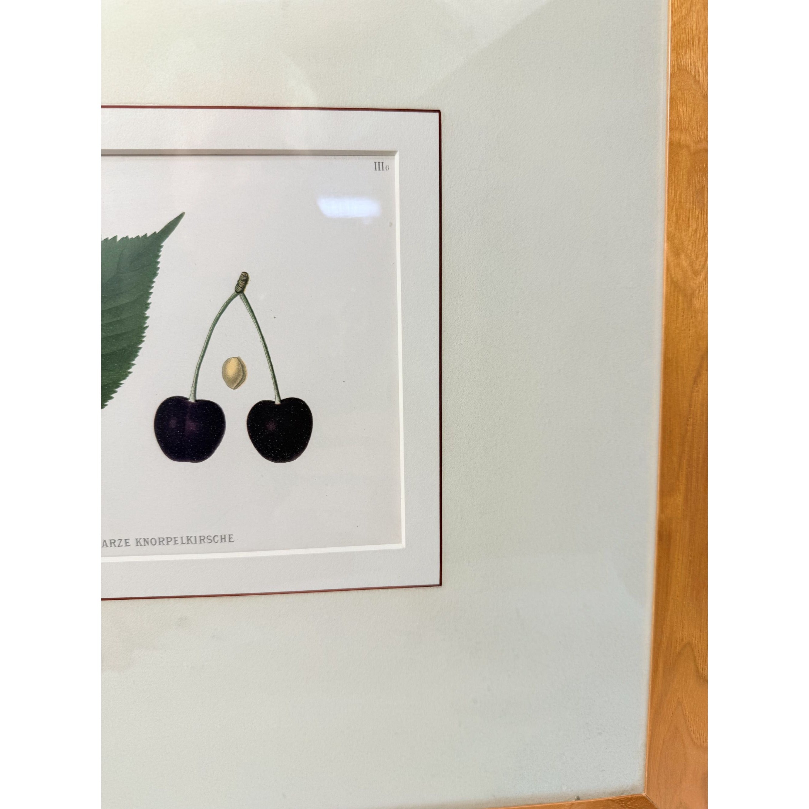 Framed Lithograph Cherries and Leaf Oak Frame Botantical German Pomological l Deutsche Pomologie Grosser Schwarzer Knorpelkirsche Wall Art