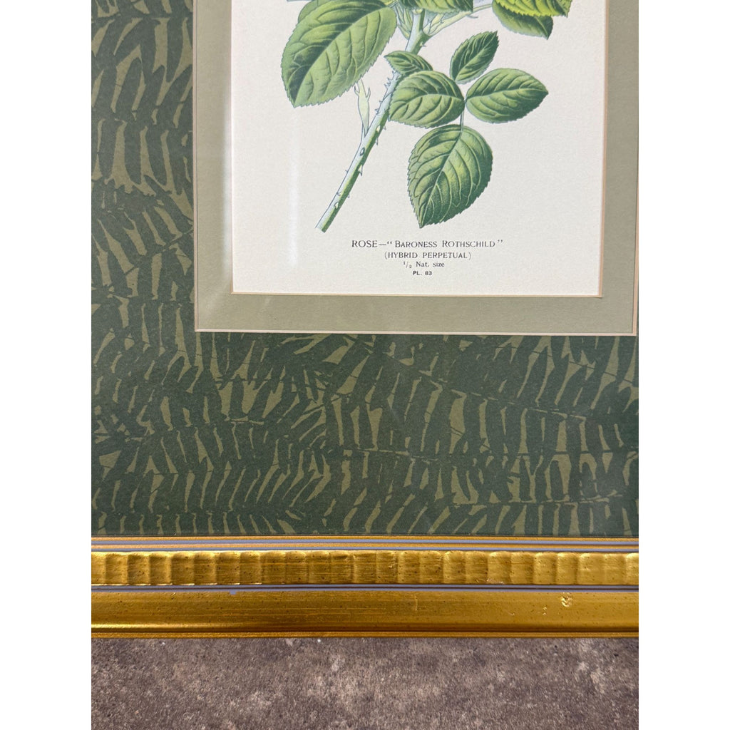 Pair French Botanical Prints Roses Framed Double Mat Wall Decor Fern Matting Gold Frame Grand Millennial Style Art Dining Living Bedroom