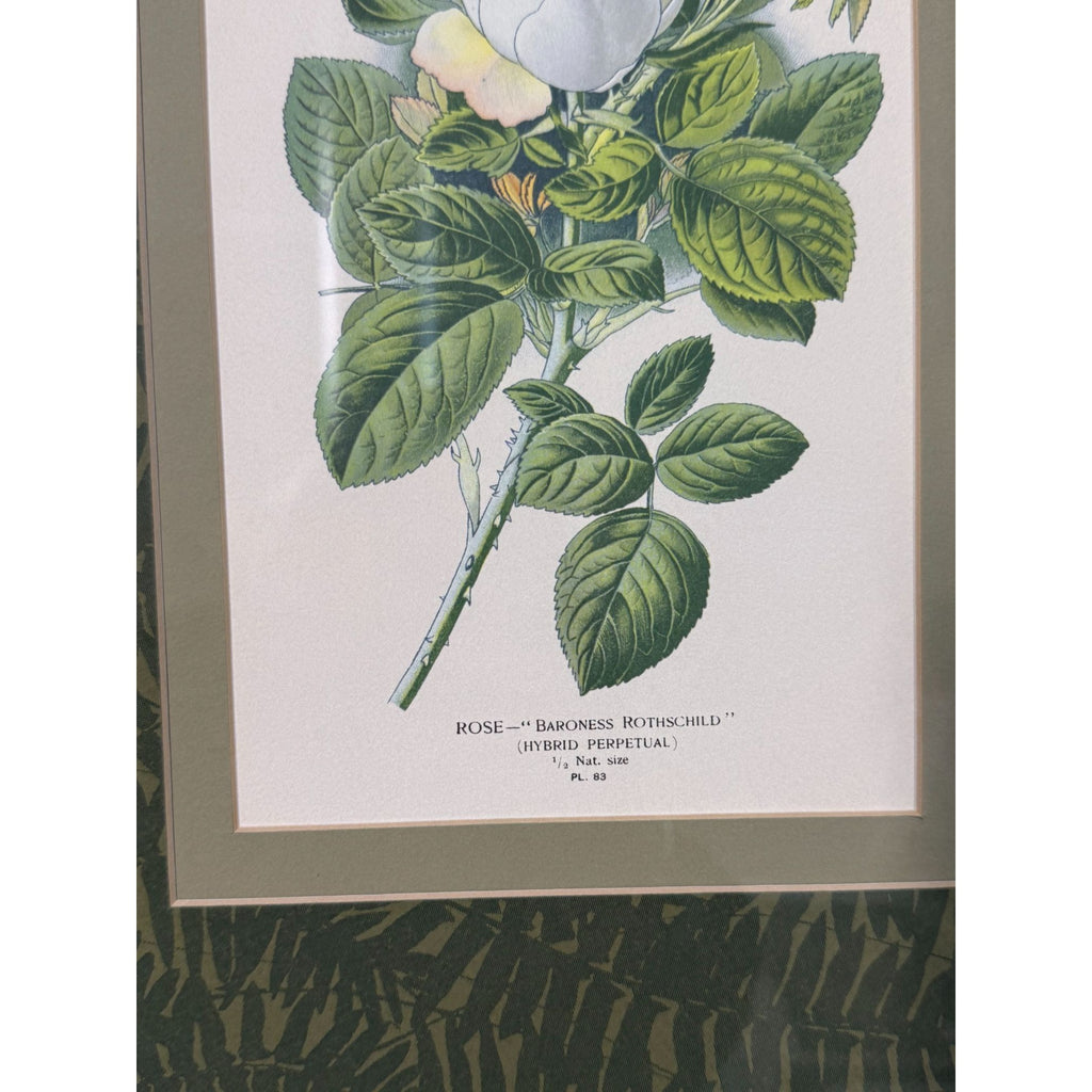Pair French Botanical Prints Roses Framed Double Mat Wall Decor Fern Matting Gold Frame Grand Millennial Style Art Dining Living Bedroom