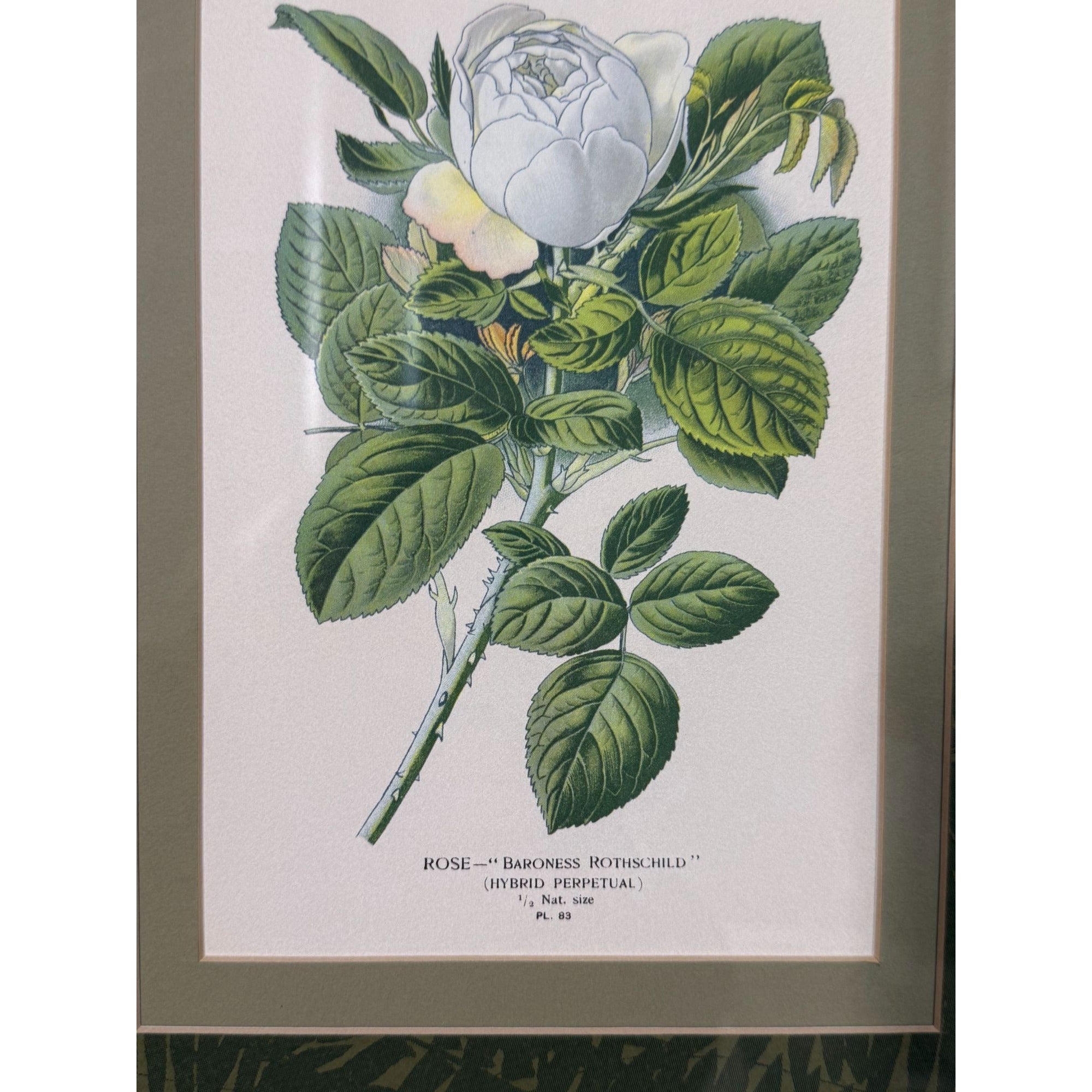 Pair French Botanical Prints Roses Framed Double Mat Wall Decor Fern Matting Gold Frame Grand Millennial Style Art Dining Living Bedroom