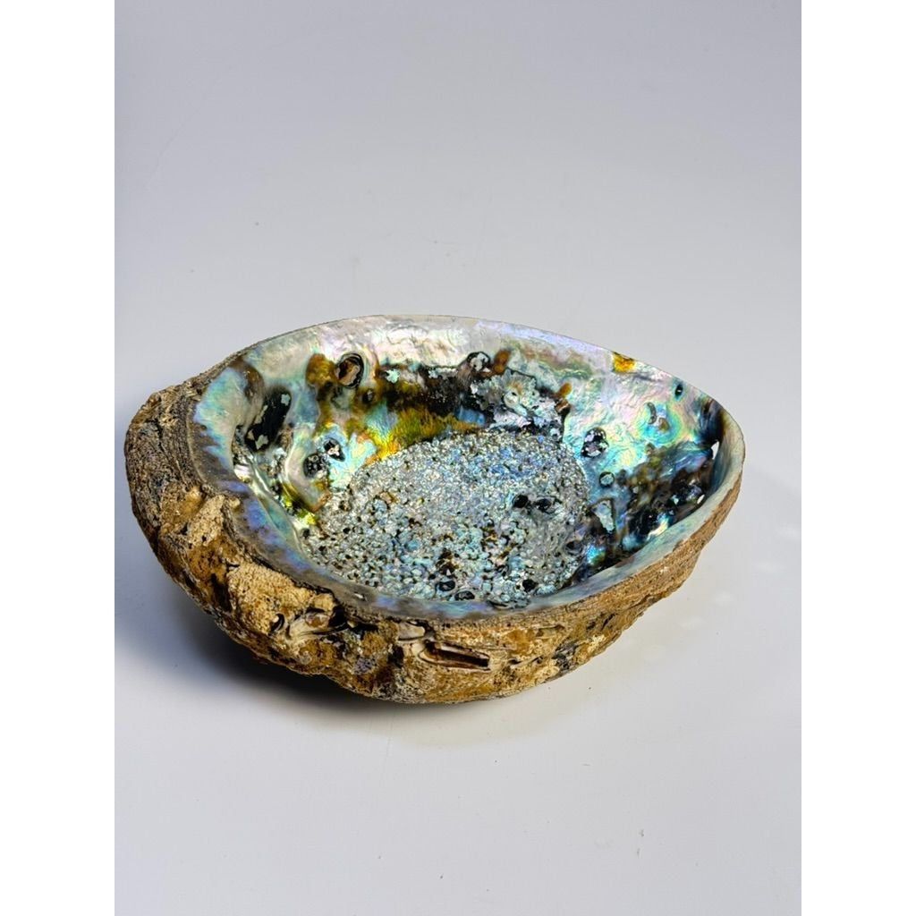 Trinket Coffee Table Dish Abalone Shell Dish Vintage Natural Extra Large Iridescence Barncacles  Jewelry Coastal Grandma Beach Cottage