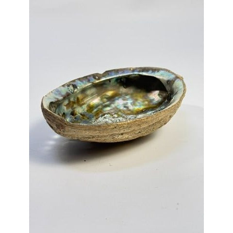 Trinket Coffee Table Dish Abalone Shell Dish Vintage Natural Extra Large Iridescence Barncacles  Jewelry Coastal Grandma Beach Cottage