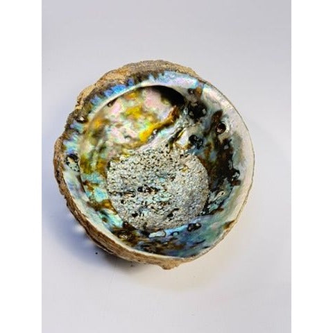 Trinket Coffee Table Dish Abalone Shell Dish Vintage Natural Extra Large Iridescence Barncacles  Jewelry Coastal Grandma Beach Cottage