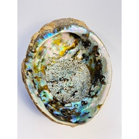 Trinket Coffee Table Dish Abalone Shell Dish Vintage Natural Extra Large Iridescence Barncacles  Jewelry Coastal Grandma Beach Cottage
