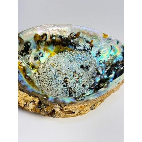 Trinket Coffee Table Dish Abalone Shell Dish Vintage Natural Extra Large Iridescence Barncacles  Jewelry Coastal Grandma Beach Cottage