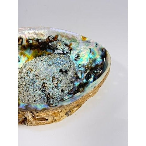 Trinket Coffee Table Dish Abalone Shell Dish Vintage Natural Extra Large Iridescence Barncacles  Jewelry Coastal Grandma Beach Cottage