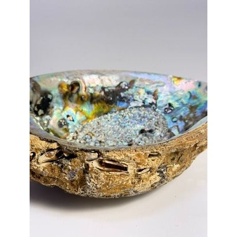 Trinket Coffee Table Dish Abalone Shell Dish Vintage Natural Extra Large Iridescence Barncacles  Jewelry Coastal Grandma Beach Cottage