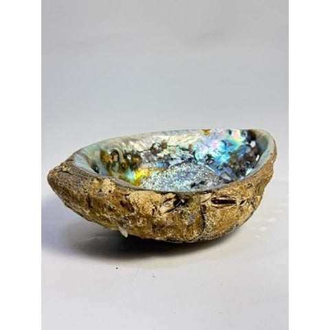 Trinket Coffee Table Dish Abalone Shell Dish Vintage Natural Extra Large Iridescence Barncacles  Jewelry Coastal Grandma Beach Cottage