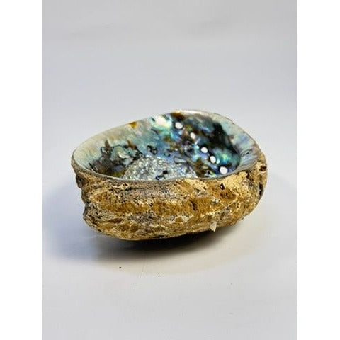 Trinket Coffee Table Dish Abalone Shell Dish Vintage Natural Extra Large Iridescence Barncacles  Jewelry Coastal Grandma Beach Cottage