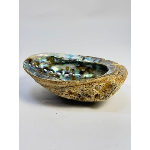 Trinket Coffee Table Dish Abalone Shell Dish Vintage Natural Extra Large Iridescence Barncacles  Jewelry Coastal Grandma Beach Cottage