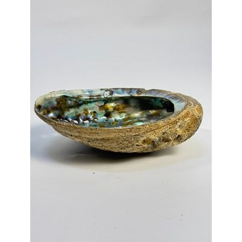 Trinket Coffee Table Dish Abalone Shell Dish Vintage Natural Extra Large Iridescence Barncacles  Jewelry Coastal Grandma Beach Cottage