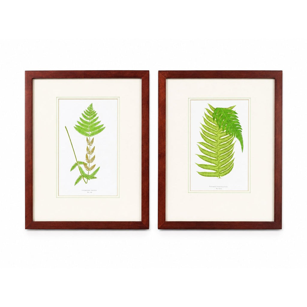 Botanical Chromolithograph Ferns Framed Pair Antique 1880s Heitelia Horrida -Pinna and Osmunda Claytoniana G. Severeyns  Wall Home Decor