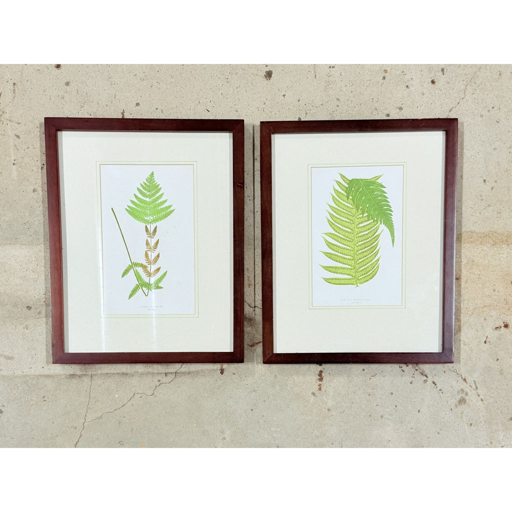 Botanical Chromolithograph Ferns Framed Pair Antique 1880s Heitelia Horrida -Pinna and Osmunda Claytoniana G. Severeyns  Wall Home Decor