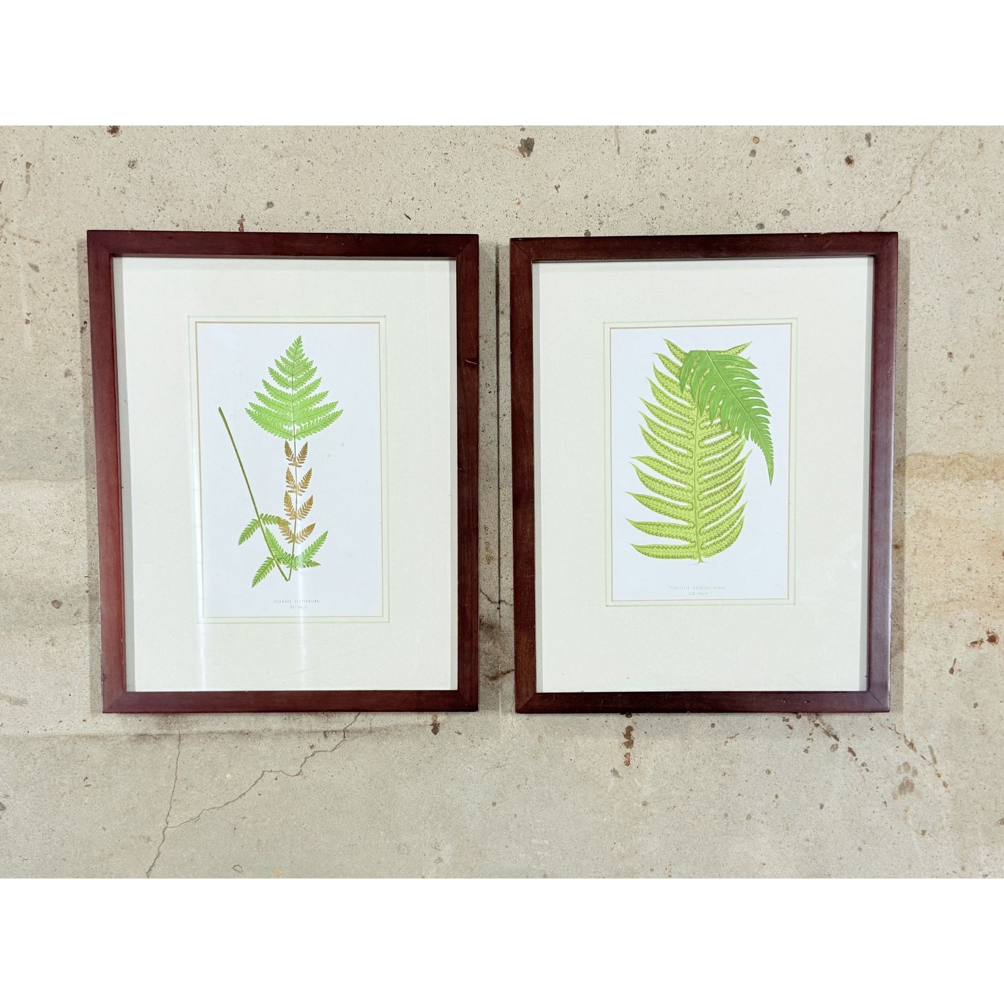 Botanical Chromolithograph Ferns Framed Pair Antique 1880s Heitelia Horrida -Pinna and Osmunda Claytoniana G. Severeyns  Wall Home Decor