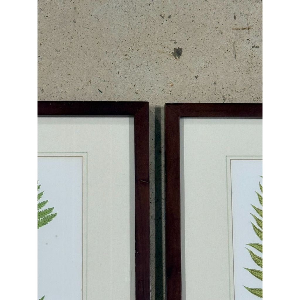 Botanical Chromolithograph Ferns Framed Pair Antique 1880s Heitelia Horrida -Pinna and Osmunda Claytoniana G. Severeyns  Wall Home Decor