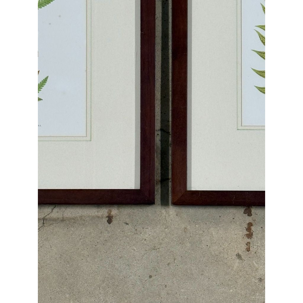 Botanical Chromolithograph Ferns Framed Pair Antique 1880s Heitelia Horrida -Pinna and Osmunda Claytoniana G. Severeyns  Wall Home Decor