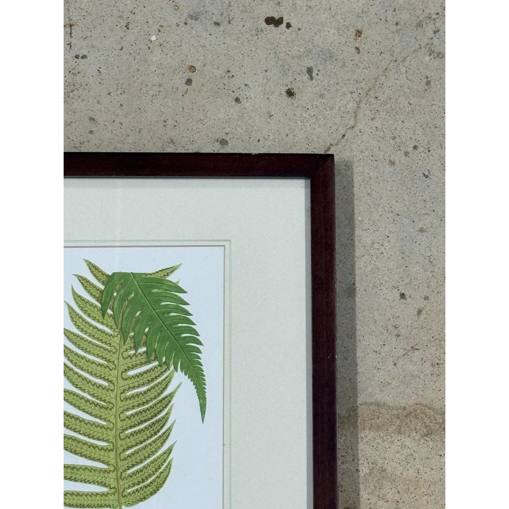 Botanical Chromolithograph Ferns Framed Pair Antique 1880s Heitelia Horrida -Pinna and Osmunda Claytoniana G. Severeyns  Wall Home Decor