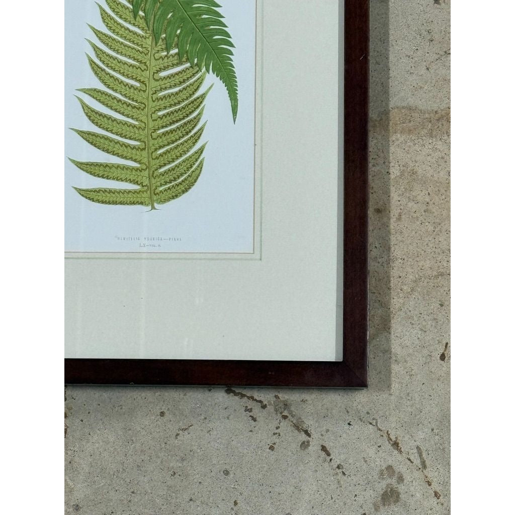 Botanical Chromolithograph Ferns Framed Pair Antique 1880s Heitelia Horrida -Pinna and Osmunda Claytoniana G. Severeyns  Wall Home Decor
