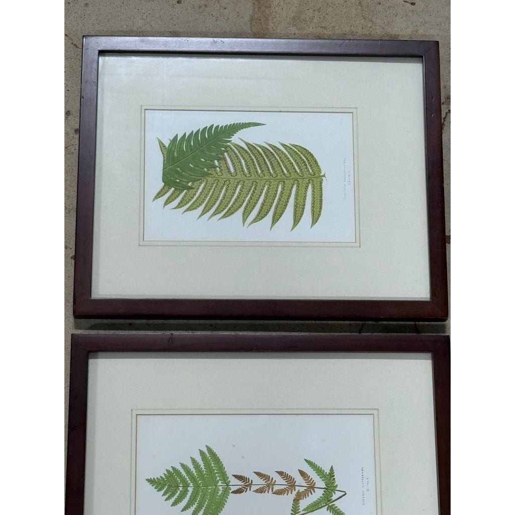 Botanical Chromolithograph Ferns Framed Pair Antique 1880s Heitelia Horrida -Pinna and Osmunda Claytoniana G. Severeyns  Wall Home Decor