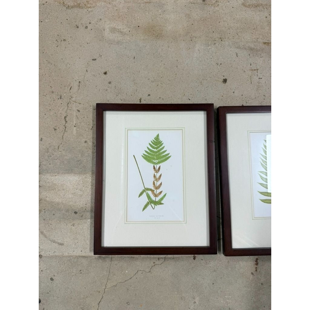 Botanical Chromolithograph Ferns Framed Pair Antique 1880s Heitelia Horrida -Pinna and Osmunda Claytoniana G. Severeyns  Wall Home Decor