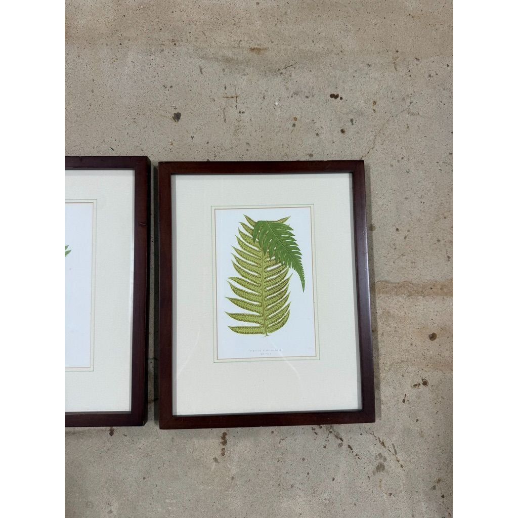 Botanical Chromolithograph Ferns Framed Pair Antique 1880s Heitelia Horrida -Pinna and Osmunda Claytoniana G. Severeyns  Wall Home Decor