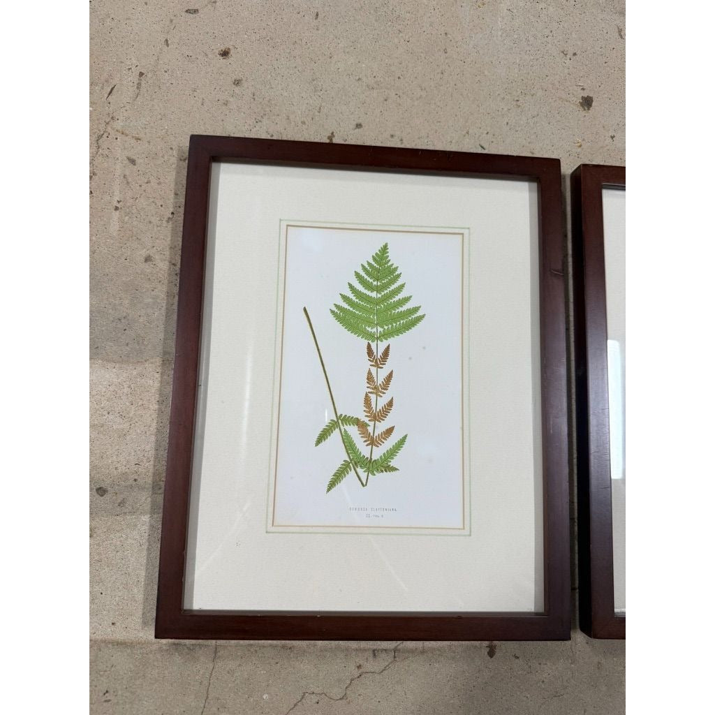 Botanical Chromolithograph Ferns Framed Pair Antique 1880s Heitelia Horrida -Pinna and Osmunda Claytoniana G. Severeyns  Wall Home Decor
