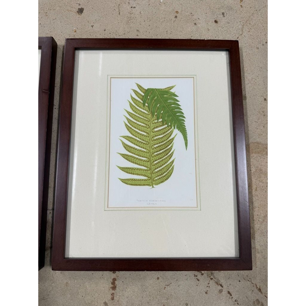 Botanical Chromolithograph Ferns Framed Pair Antique 1880s Heitelia Horrida -Pinna and Osmunda Claytoniana G. Severeyns  Wall Home Decor