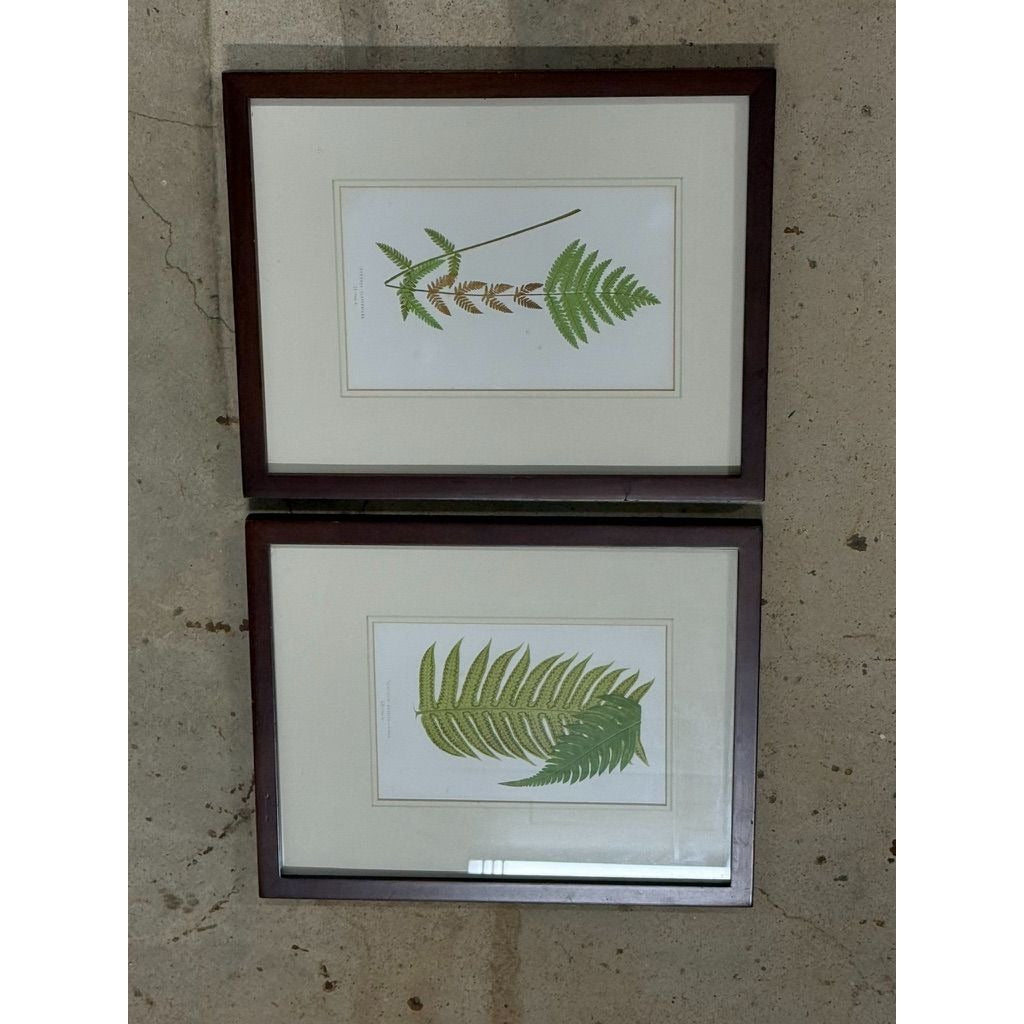 Botanical Chromolithograph Ferns Framed Pair Antique 1880s Heitelia Horrida -Pinna and Osmunda Claytoniana G. Severeyns  Wall Home Decor