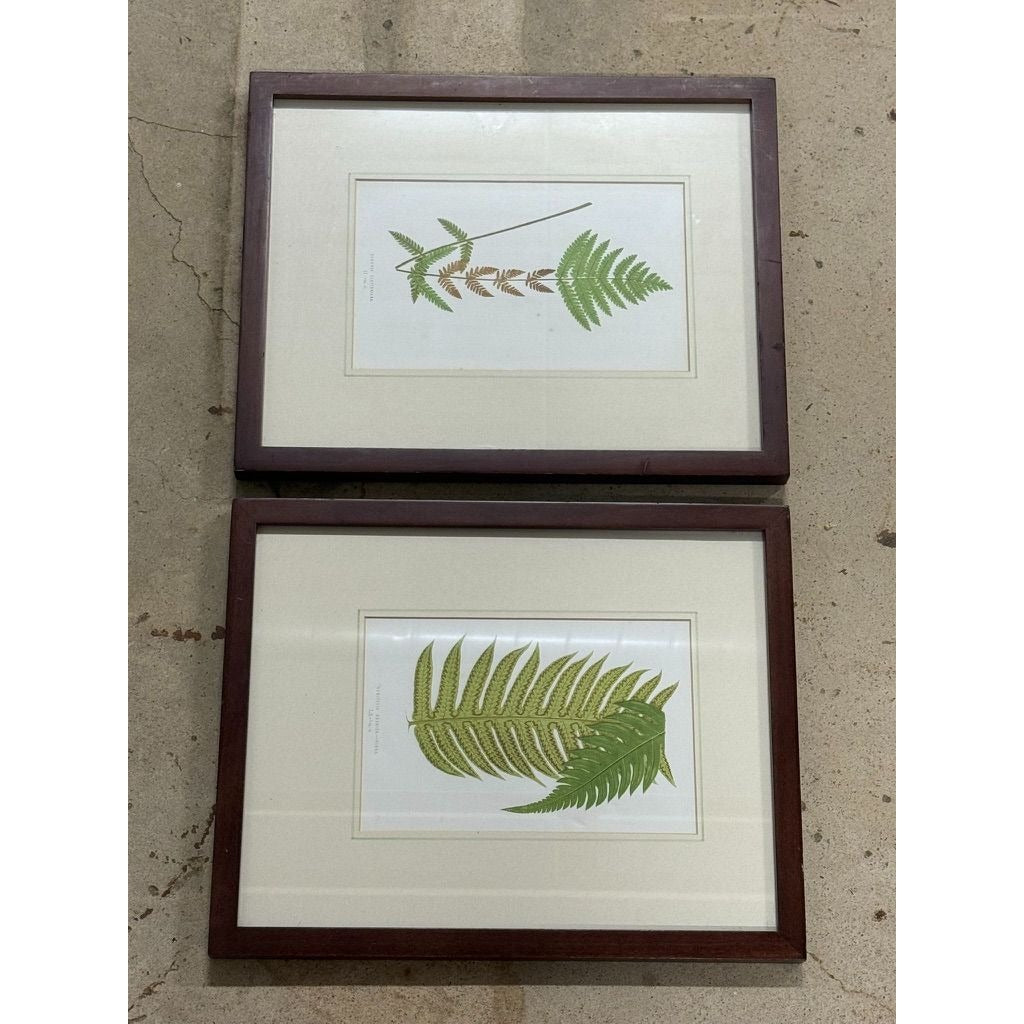Botanical Chromolithograph Ferns Framed Pair Antique 1880s Heitelia Horrida -Pinna and Osmunda Claytoniana G. Severeyns  Wall Home Decor