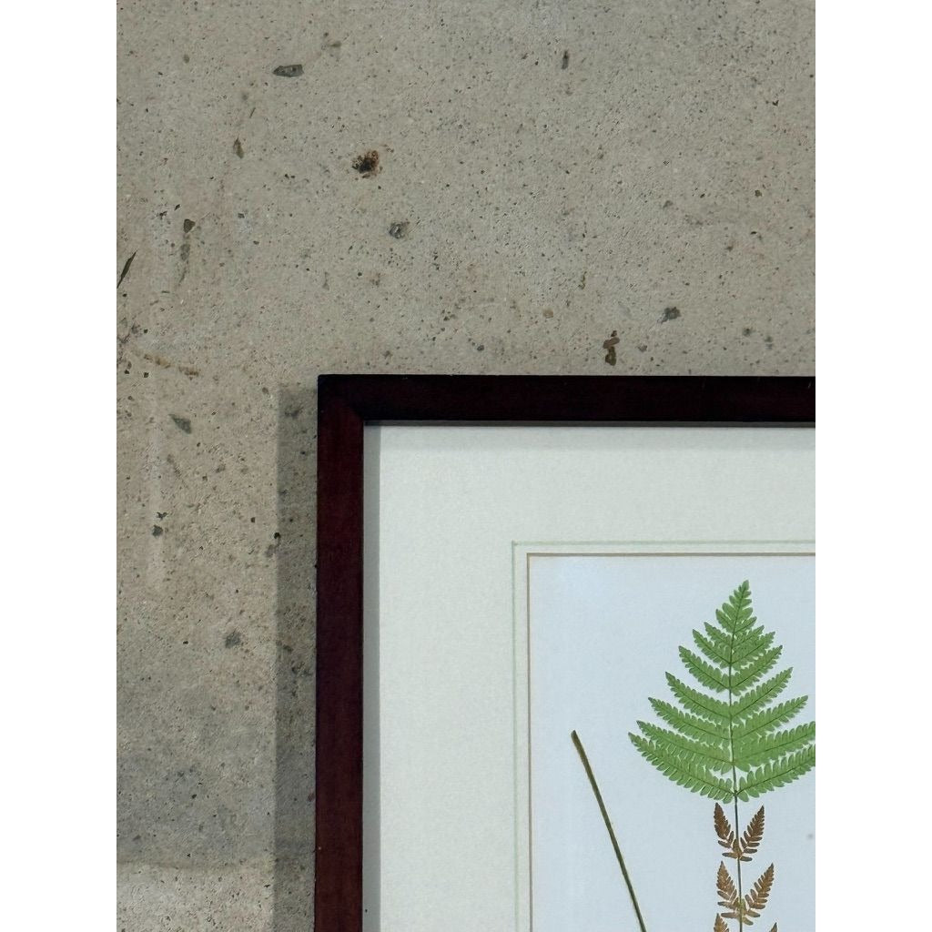 Botanical Chromolithograph Ferns Framed Pair Antique 1880s Heitelia Horrida -Pinna and Osmunda Claytoniana G. Severeyns  Wall Home Decor
