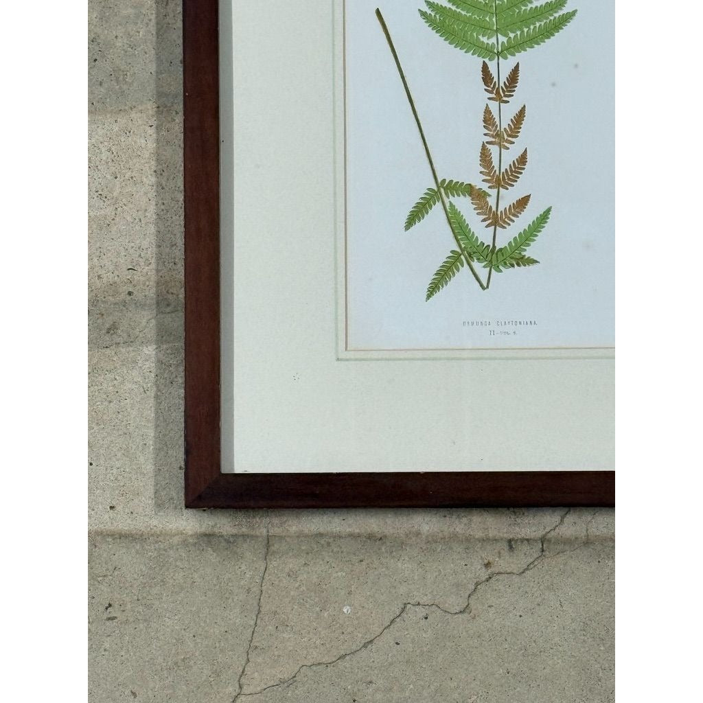 Botanical Chromolithograph Ferns Framed Pair Antique 1880s Heitelia Horrida -Pinna and Osmunda Claytoniana G. Severeyns  Wall Home Decor