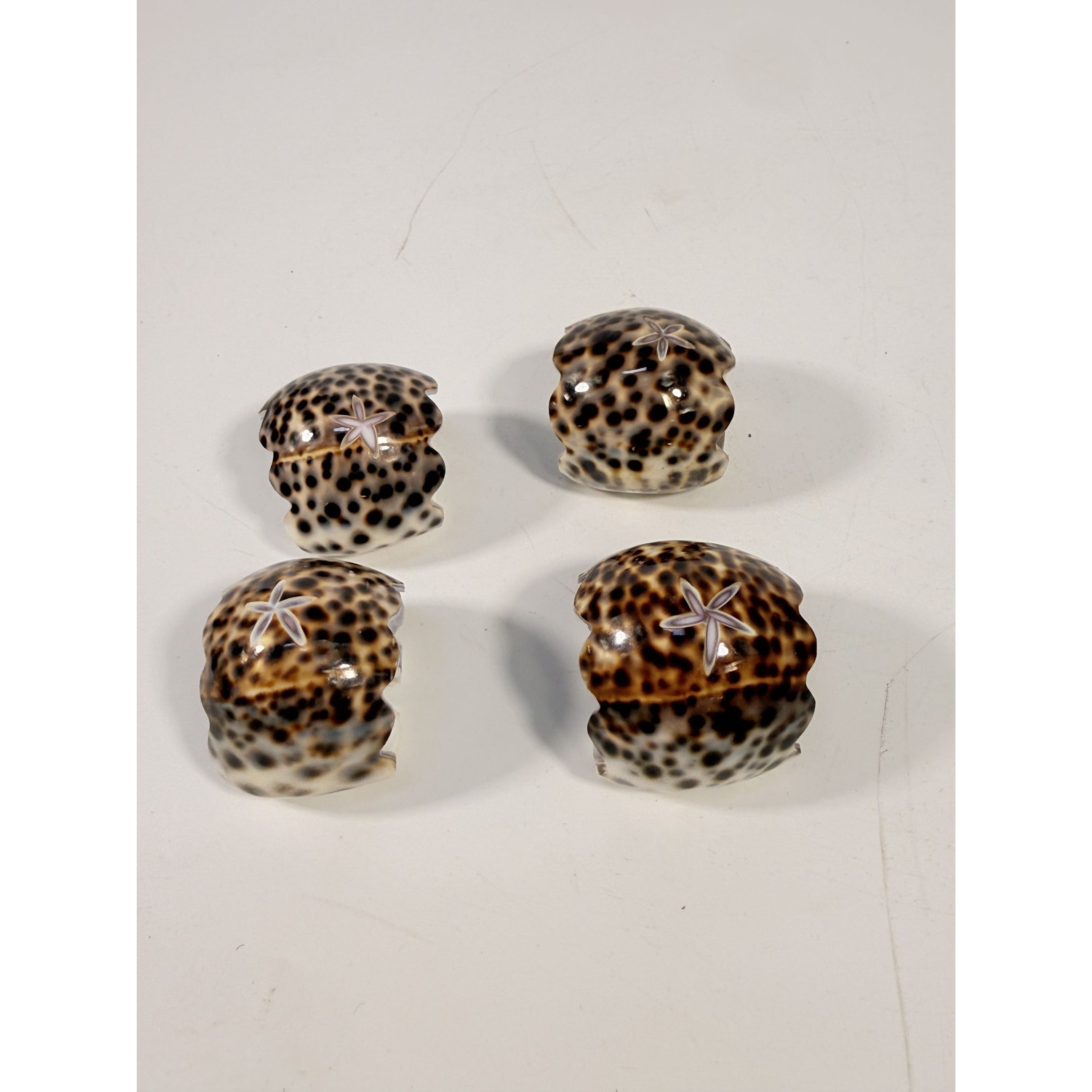 Napkin Rings Tiger Cowrie Shell Leopard Spots Set 4 Natural Seashell Decor Tablesetting Vintage Tableware Place Setting Coastal Grandma